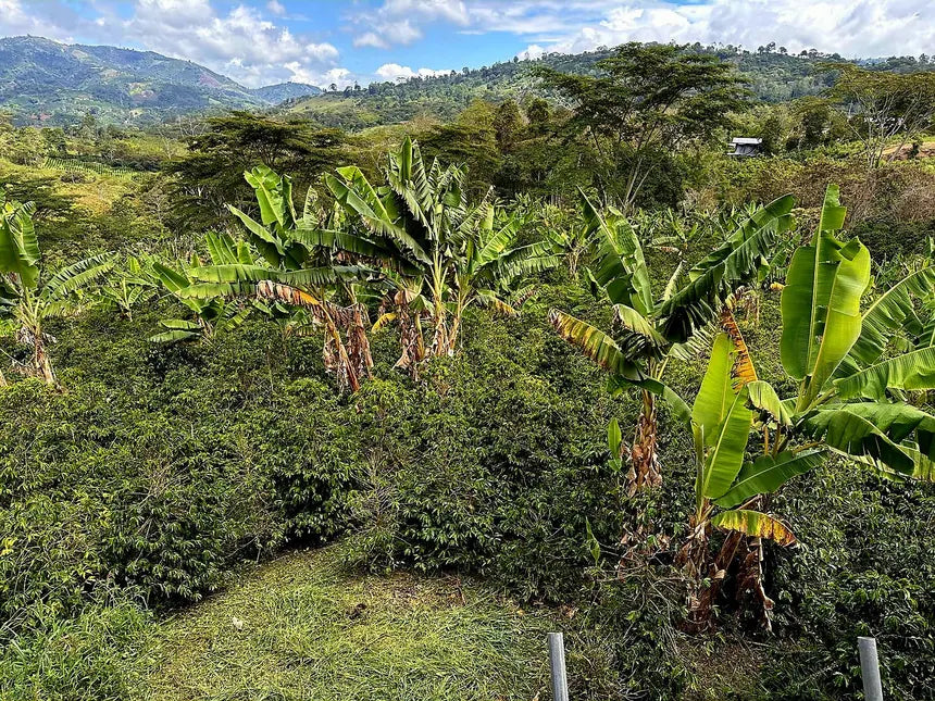 atmans_la_reserva_colombia_2.webp